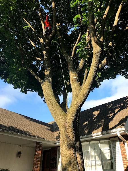 D Arbor Professionals