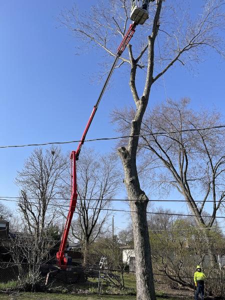 D Arbor Professionals