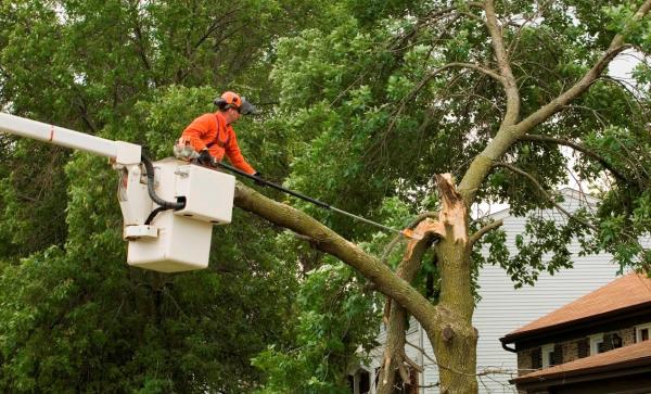 Out On A Limb Tree Service