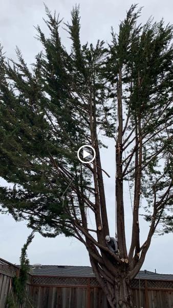 Lewis Tree Service