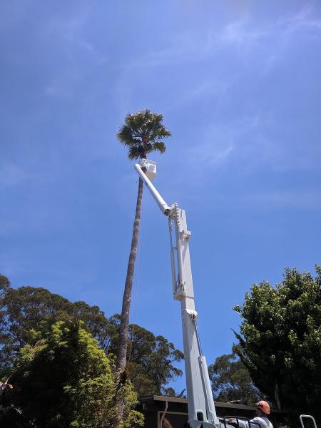 Lewis Tree Service