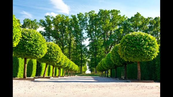 Cardinal Tree Service LLC