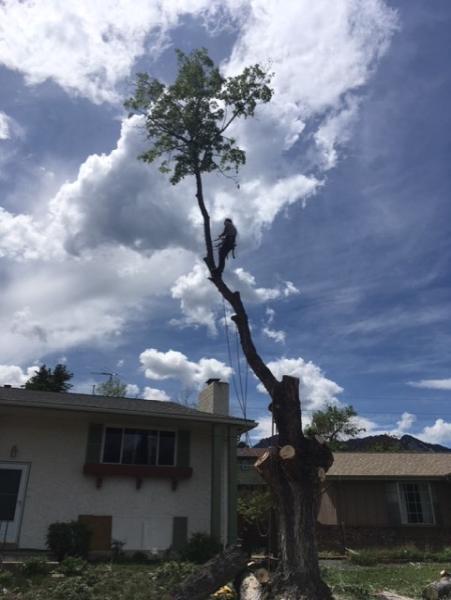 Ideal Tree