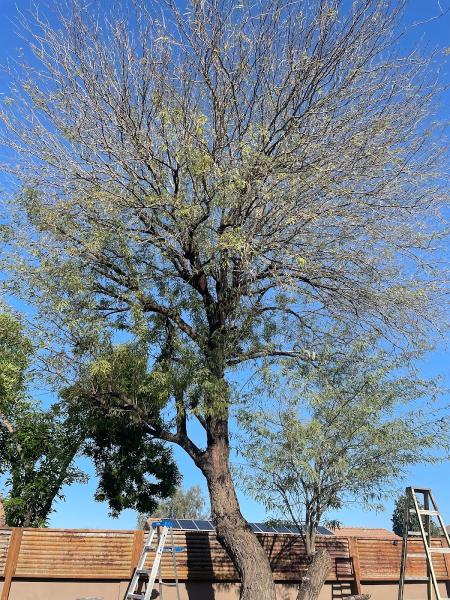 Galindo Tree Service