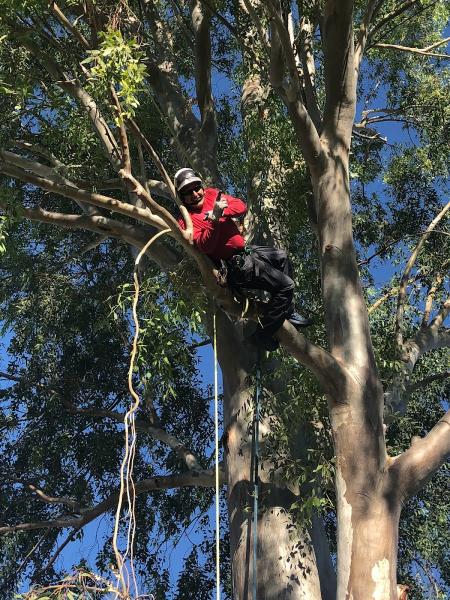 Galindo Tree Service