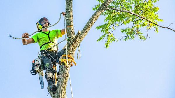 Canopy Cops Tree Service LLC