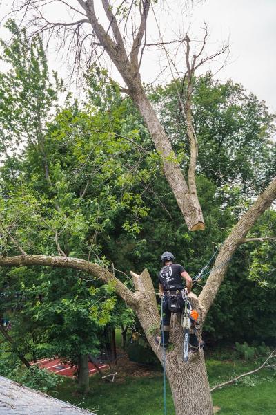 Canopy Cops Tree Service LLC