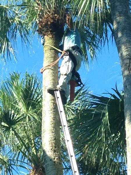 Salvare Tree Trimming and Landscaping Services