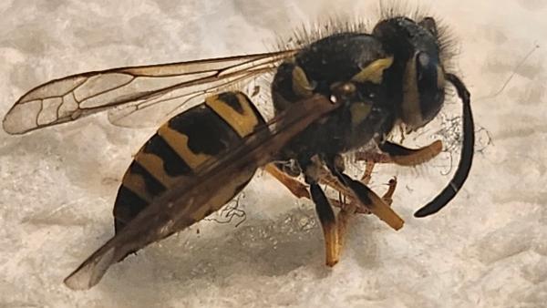 Mr. Bee