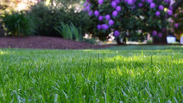 Moore's Lawn Maintenance