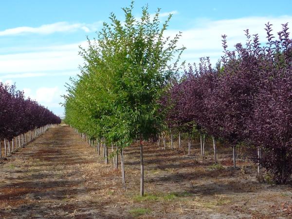 Reese Creek Tree Farm