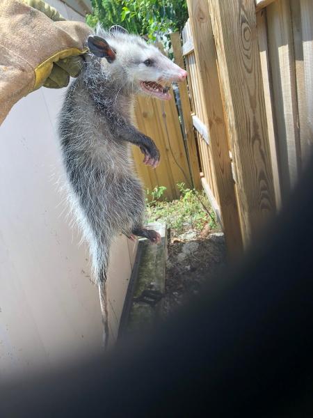 Rat Patrol Rodent Control