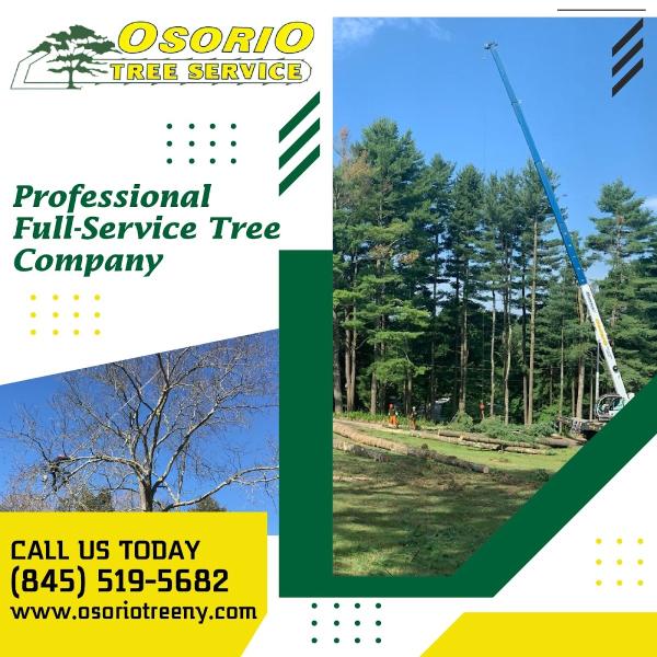 Osorio Tree Service