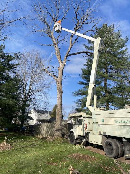 Zavala Tree Service & Landscaping LLC