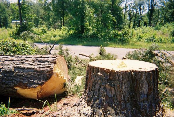 Toogood Tree Service