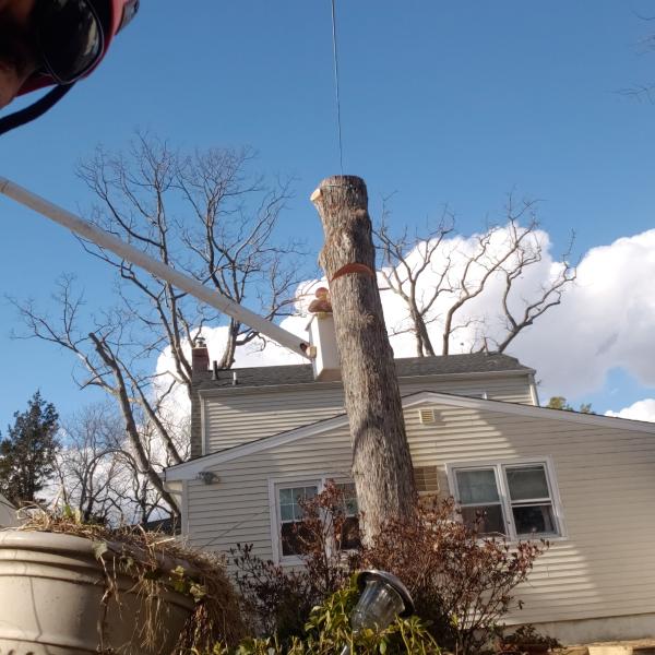 MC Tree Service LLC