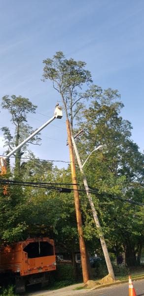 MC Tree Service LLC