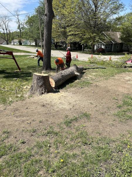 Grade-A Tree Care