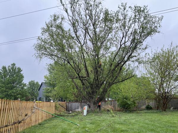Grade-A Tree Care