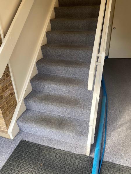 The Carpet Sanitizers