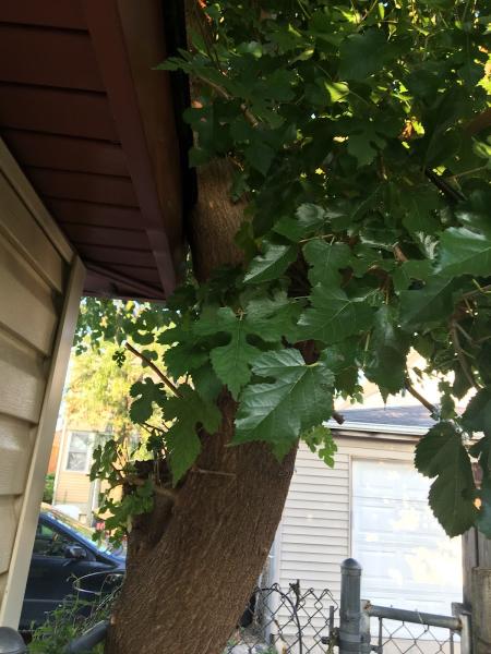 A-1 Tree Services