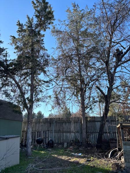 DFW Flores Tree Service Llc