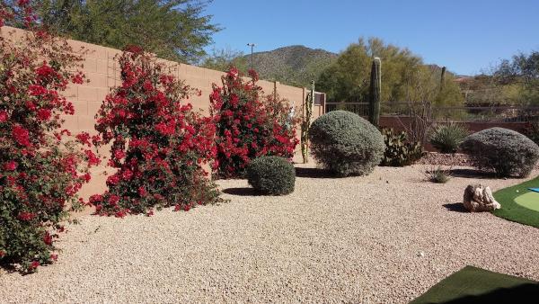 Desert Affects Landscaping