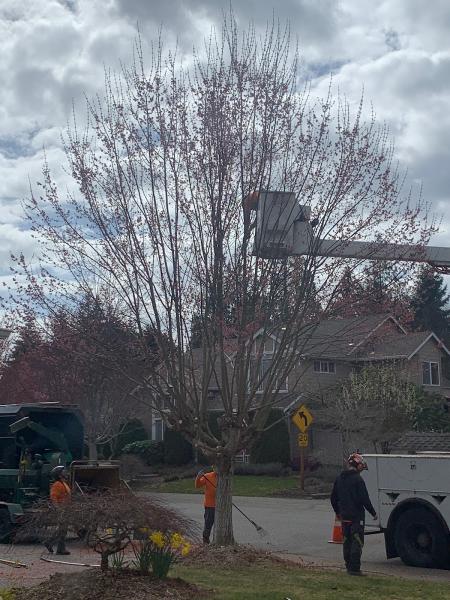 Champion Tree Care
