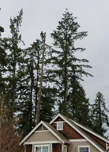 Champion Tree Care