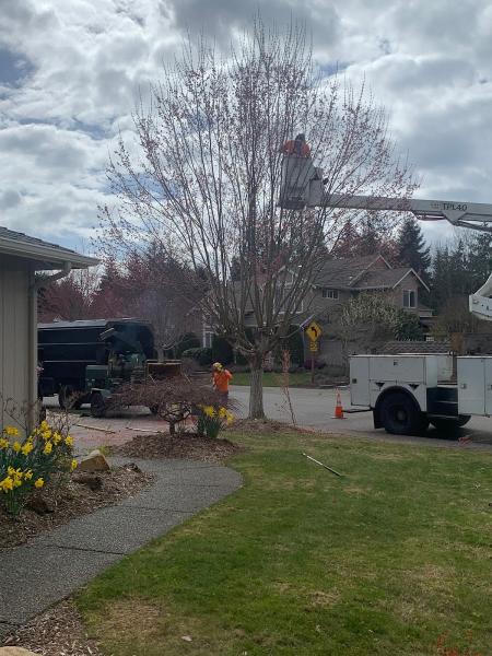 Champion Tree Care