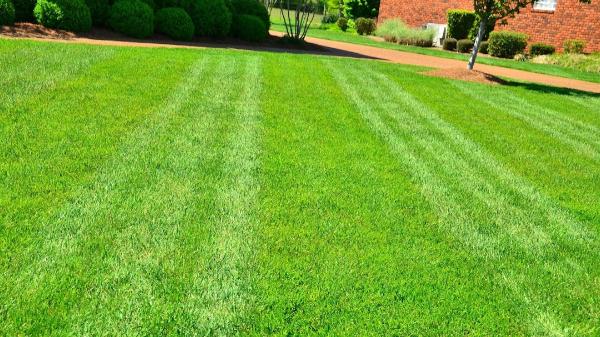 Lawnx Lawn Care Services