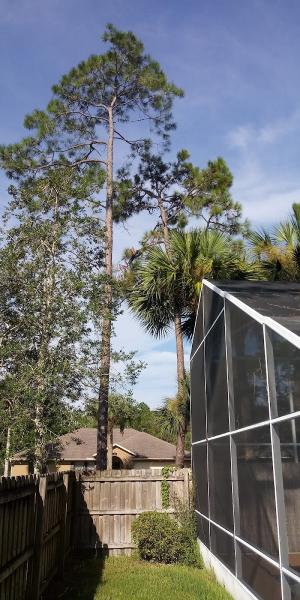 A-Notch Above Tree Services