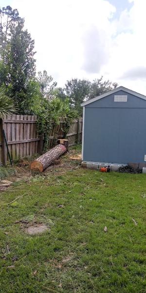 A-Notch Above Tree Services