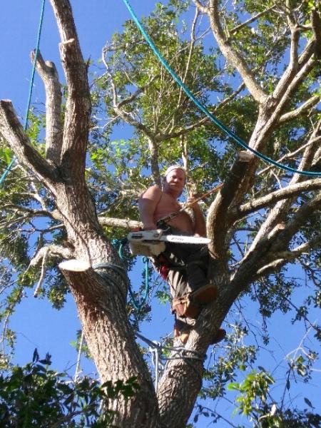 A-Notch Above Tree Services