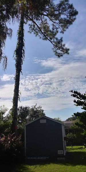 A-Notch Above Tree Services