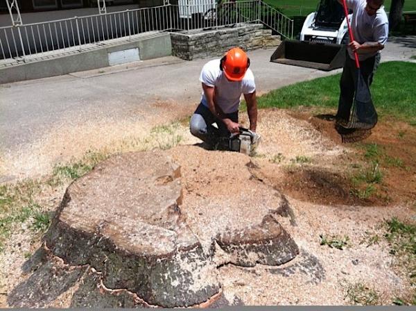 Torpy Tree Service