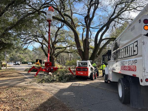 Collins Tree & Stump Service