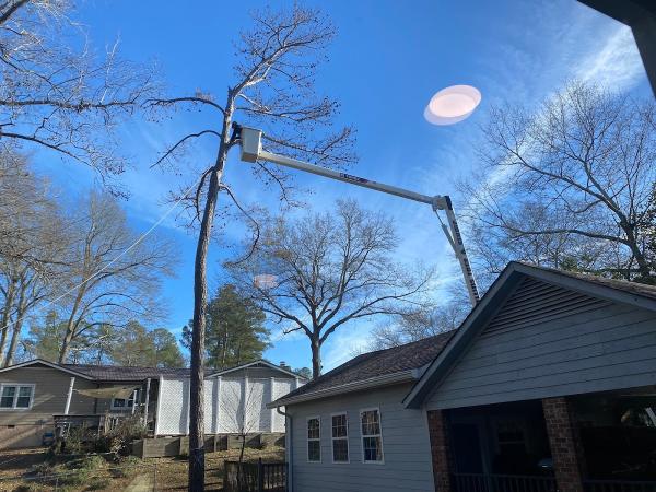 Collins Tree & Stump Service