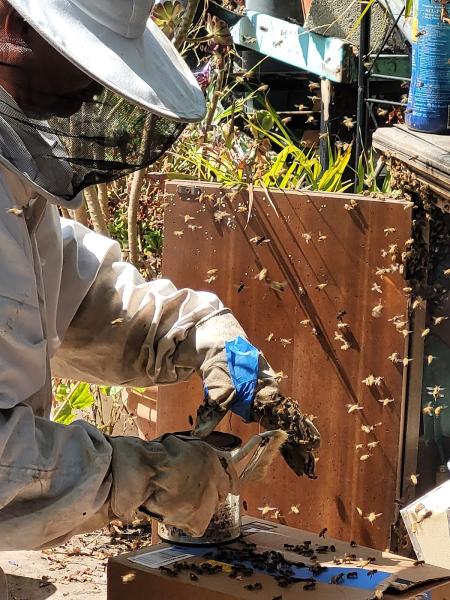 Southern California Bee Removal and Repair