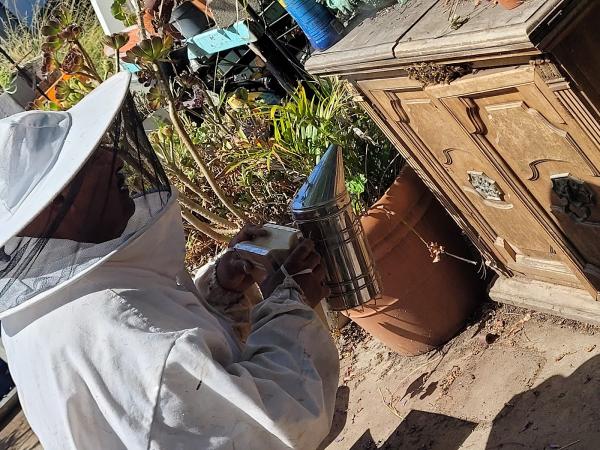 Southern California Bee Removal and Repair