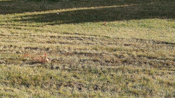 Wheatcraft Tree and Lawn