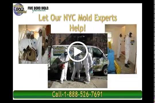 Five Boro Mold Specialist