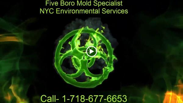 Five Boro Mold Specialist