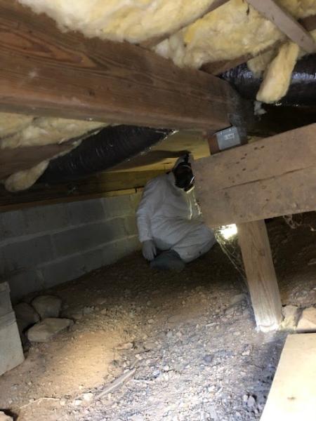Complete Pest Solutions