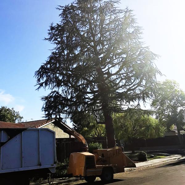 Rosas Tree Service
