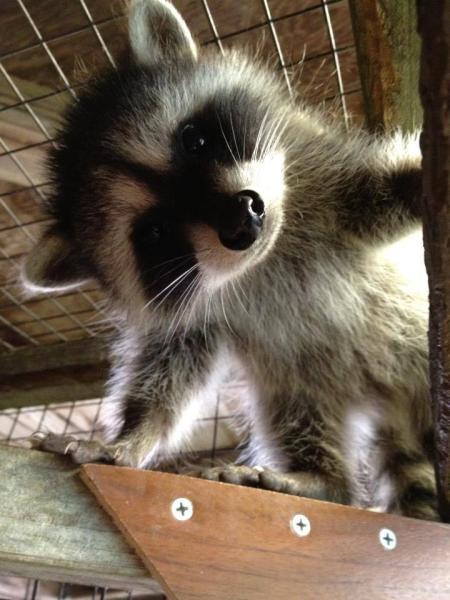Ecopro Wildlife Solutions