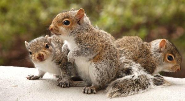 Ecopro Wildlife Solutions