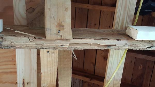 Always Wise Pest Solutions