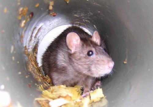 The Pest Detective