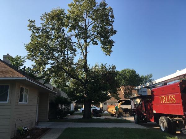 Ken's Tree Service or Kens Tree Care